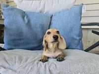 Whiskey, a male Miniature Dachshund for sale in Goshen, IN – 1 of 6