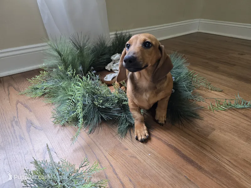 Cortado – Miniature Dachshund puppy for sale in Goshen, IN