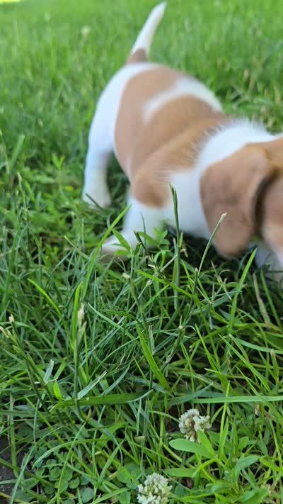 Katie, a female Miniature Dachshund for sale in Goshen, IN – 6 of 6
