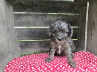 Lilac, a female Cavapoo for sale in Goshen, IN – 2 of 5