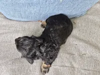 Americano, a female Miniature Dachshund for sale in Goshen, IN – 5 of 6