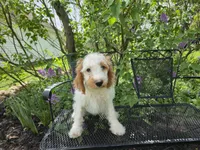 Mario, a male Cavapoo for sale in Goshen, IN – 4 of 5