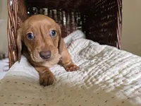 Rufus, a male Miniature Dachshund for sale in Goshen, IN – 2 of 5
