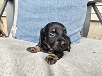 Americano, a female Miniature Dachshund for sale in Goshen, IN – 3 of 6