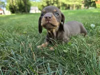 Mocha, a female Miniature Dachshund for sale in Goshen, IN – 2 of 5