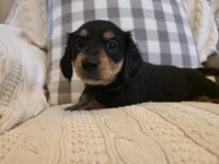 Angel, a female Miniature Dachshund for sale in Goshen, IN – Photo 2 of 5