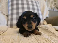 Angel, a female Miniature Dachshund for sale in Goshen, IN – Photo 4 of 5