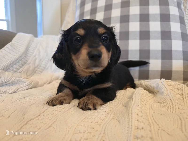 Angel – Miniature Dachshund puppy for sale in Goshen, IN
