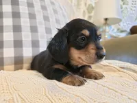 Angel, a female Miniature Dachshund for sale in Goshen, IN – Photo 5 of 5
