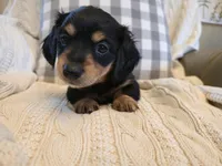 Angel, a female Miniature Dachshund for sale in Goshen, IN – Photo 3 of 5