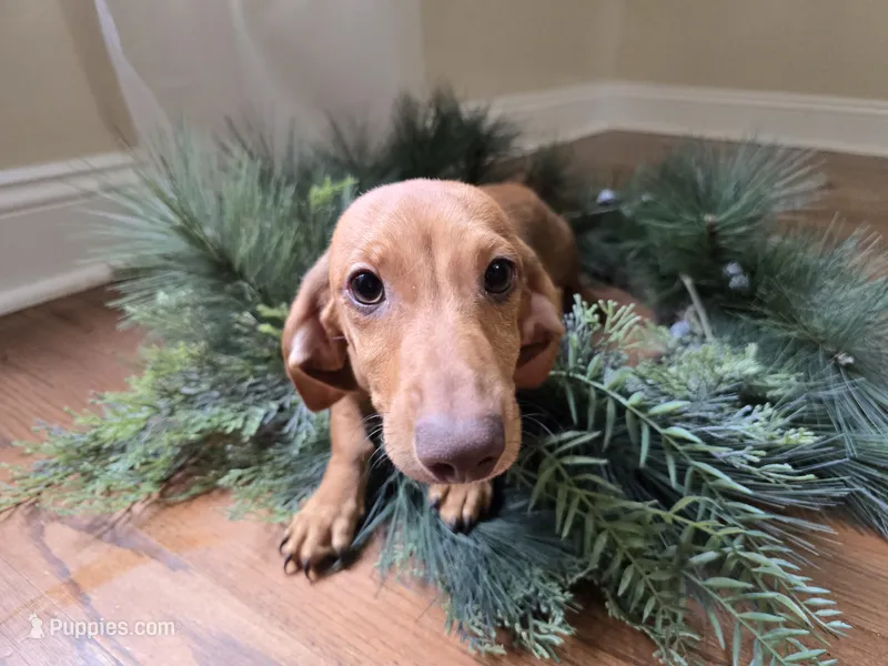 Dalgona – Miniature Dachshund puppy for sale in Goshen, IN