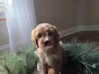 Rose, a female Cavapoo for sale in Goshen, IN – 3 of 7