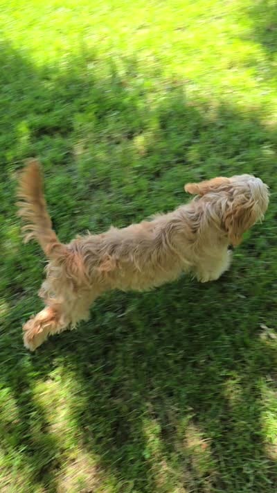 Luigi, a male Cavapoo for sale in Goshen, IN – 5 of 5