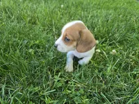 Katie, a female Miniature Dachshund for sale in Goshen, IN – 4 of 6