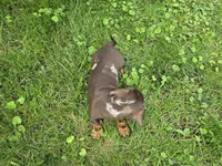 Milo, a male Miniature Dachshund for sale in Goshen, IN – 4 of 5