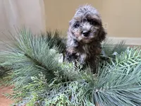Lilac, a female Cavapoo for sale in Goshen, IN – 3 of 5