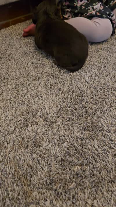 Gilbert, a male Miniature Dachshund for sale in Goshen, IN – 6 of 6