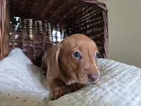Rufus, a male Miniature Dachshund for sale in Goshen, IN – 4 of 5