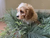 Redwood, a male Cavapoo for sale in Goshen, IN – 2 of 5