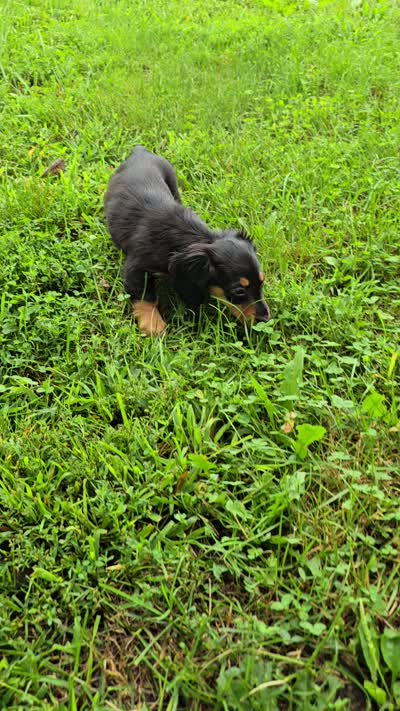 Zelda, a female Miniature Dachshund for sale in Goshen, IN – 6 of 6
