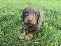 Fudge, a female Miniature Dachshund for sale in Goshen, IN – 1 of 6