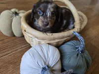 Diana, a female Miniature Dachshund for sale in Goshen, IN – 1 of 6