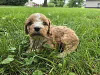 Redwood, a male Cavapoo for sale in Goshen, IN – 4 of 5