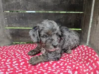 Lilac, a female Cavapoo for sale in Goshen, IN – 4 of 5