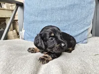 Americano, a female Miniature Dachshund for sale in Goshen, IN – 4 of 6