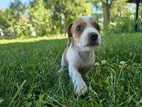 Katie, a female Miniature Dachshund for sale in Goshen, IN – 5 of 6