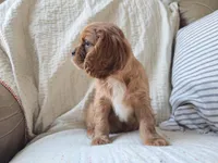 Penny, a female Cavalier King Charles Spaniel for sale in Goshen, IN – Photo 3 of 5