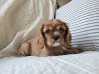 Penny, a female Cavalier King Charles Spaniel for sale in Goshen, IN – Photo 1 of 5
