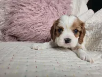 Aldrich, a male Cavalier King Charles Spaniel for sale in Goshen, IN – Photo 2 of 4