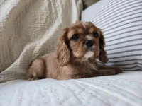 Penny, a female Cavalier King Charles Spaniel for sale in Goshen, IN – Photo 2 of 5
