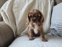 Penny, a female Cavalier King Charles Spaniel for sale in Goshen, IN – Photo 5 of 5