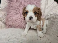 Aldrich, a male Cavalier King Charles Spaniel for sale in Goshen, IN – Photo 1 of 4