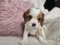 Aldrich, a male Cavalier King Charles Spaniel for sale in Goshen, IN – Photo 3 of 4
