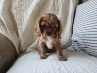 Penny, a female Cavalier King Charles Spaniel for sale in Goshen, IN – Photo 4 of 5