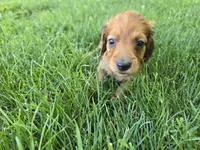 Eli, a male Miniature Dachshund for sale in Goshen, IN – 3 of 5