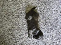 Mitzi, a female Miniature Dachshund for sale in Goshen, IN – 4 of 5