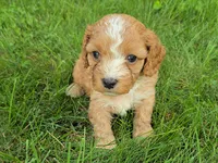 Redwood, a male Cavapoo for sale in Goshen, IN – 2 of 5