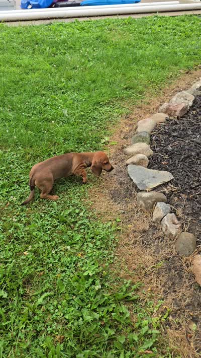 Cortado, a male Miniature Dachshund for sale in Goshen, IN – 6 of 6