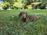 Hershey, a male Miniature Dachshund for sale in Goshen, IN – 2 of 5