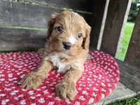Rose, a female Cavapoo for sale in Goshen, IN – 4 of 6