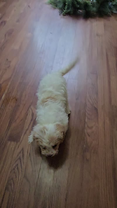 Buttercup, a female Cavapoo for sale in Goshen, IN – 5 of 5