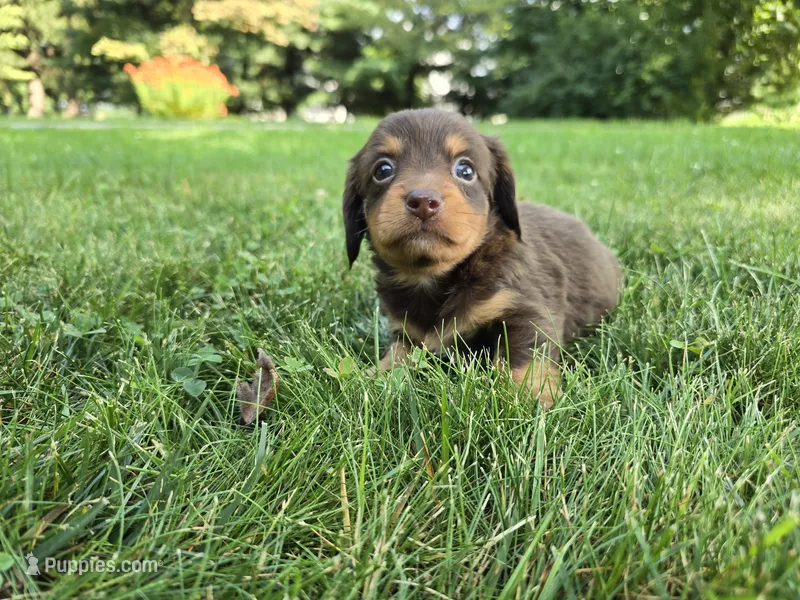 Truffle – Miniature Dachshund puppy for sale in Goshen, IN