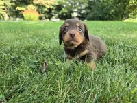 Truffle, a female Miniature Dachshund for sale in Goshen, IN – 1 of 5