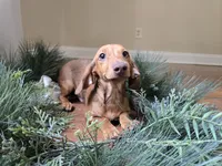 Dalgona, a male Miniature Dachshund for sale in Goshen, IN – 4 of 6