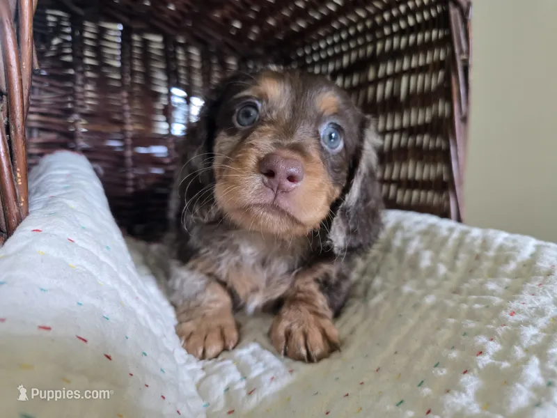Douggie – Miniature Dachshund puppy for sale in Goshen, IN