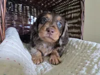 Douggie, a male Miniature Dachshund for sale in Goshen, IN – 1 of 5